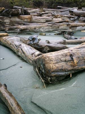 Tofino