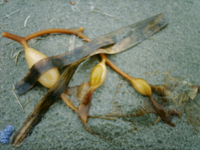 Tofino
