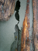 Tofino